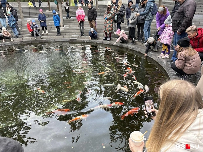 В парке живут карпы